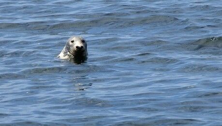 Seal in Cape Cod waters